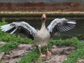 Goose clapping wings