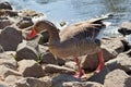 Goose coming out from river. Reservation Askania Nova, Ukraine