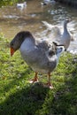 Goose coming out of the water of a pond