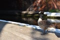 Canada Goose in London