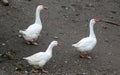 Goose on a country farm