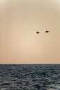 Goose couple flying in the end of the day over dubai sea Royalty Free Stock Photo