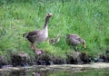 Cautious greylag goose family Royalty Free Stock Photo