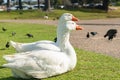 Goose couple are sitting on a grass warming on sun. Close up portraits of white swan geese in city park Royalty Free Stock Photo