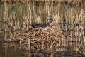 Goose crouches in the nest and breeds