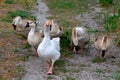 Goose dance