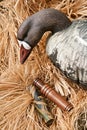 Goose decoy with stuffed and calls Royalty Free Stock Photo