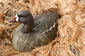 Goose decoy with stuffed and calls Royalty Free Stock Photo