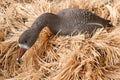 Goose decoy with stuffed and calls Royalty Free Stock Photo