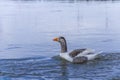 Goose Royalty Free Stock Photo