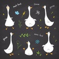 Goose Doodles Set. Cute Geese sketch. Hand drawn Cartoon Vector illustration on chalkboard background Royalty Free Stock Photo