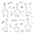 Goose Doodles Set. Cute Geese sketch. Hand drawn Cartoon Vector illustration on white background Royalty Free Stock Photo