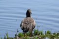 Goose in doubt: swim or not swim