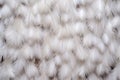 goose down feathers for filling Royalty Free Stock Photo