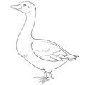 Goose drawn in outline, coloring, isolated object on a white background, farm, vector illustration, Royalty Free Stock Photo