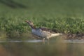 Greylag goose, graylag goose, anser anser Royalty Free Stock Photo