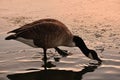 Goose drinking water , golden hour. Royalty Free Stock Photo