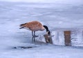 Goose Drinking Water On The Ice Royalty Free Stock Photo