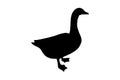 Goose or Duck bird, vector black color silhouette illustration for icon, logo, poster, banner Abstract Domestic Poultry Bird, Royalty Free Stock Photo