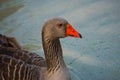 Goose duck in the water