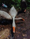 Goose ducks playing in puddles that are slightly mixed with oil