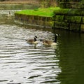 Goose ducks swimming in the pond