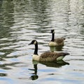 Goose ducks swimming in the pond