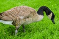 A goose eating grass in a park