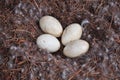 Goose Eggs Royalty Free Stock Photo