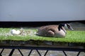 Goose with eggs in nest on grass carpet