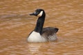 Goose Royalty Free Stock Photo