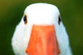 Goose eyes Royalty Free Stock Photo