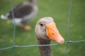 Goose eyes Royalty Free Stock Photo