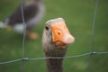 Goose eyes Royalty Free Stock Photo