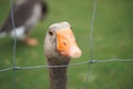 Goose eyes Royalty Free Stock Photo