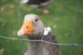 Goose eyes Royalty Free Stock Photo