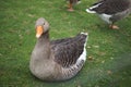 Goose eyes Royalty Free Stock Photo