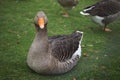 Goose eyes Royalty Free Stock Photo