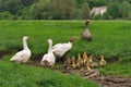 Goose family