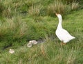 Goose family Royalty Free Stock Photo