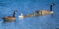 Goose family Royalty Free Stock Photo