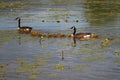 Goose family mother and father birds in water wildlife nature spring chicks in Danville Quebec