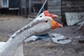 Goose family. Farm life