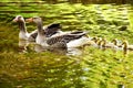 Goose family in the water Royalty Free Stock Photo