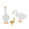 Goose family. Female and male geese and gosling isolated on white background, geese couple in flat style. Vector