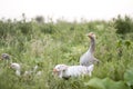 Goose family in the field Royalty Free Stock Photo