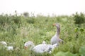 Goose family in the field Royalty Free Stock Photo