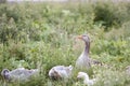 Goose family in the field Royalty Free Stock Photo