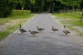 Goose family. The greylag goose, Anser anser is a species of large goose in the waterfowl family Anatidae and the type species of Royalty Free Stock Photo