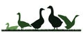 Goose family. Herd on grass grazing. Scenery silhouette. Agricultural farm bird. Rural landscape. Pasture on meadow Royalty Free Stock Photo